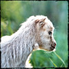 Photos de Moutons et de Chevres
