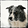 Photos de mon chien Ralph un Border Col