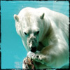 Photos du Zoo d'Amneville