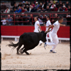 Course Camarguaise a Beaucaire 2013 - Photographies de Pascal LAHURE