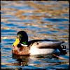 Colvert
