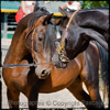 Fete du Cheval a Monferrat