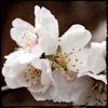 Photographies de Fleurs