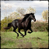 Chevaux en Liberté - Camargue 2012 - photos de Pascal Lahure