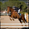 Concours Hippique CSO a Draguignan janvier 2009