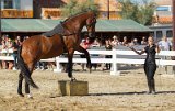IMG_2973_Pascal_Lahure