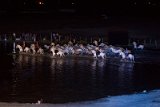 IMG_5631_Pascal_Lahure