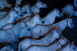 IMG_5641_Pascal_Lahure