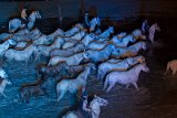 IMG_5643_Pascal_Lahure