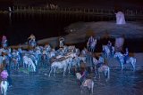 IMG_5658_Pascal_Lahure