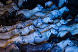 IMG_5664_Pascal_Lahure