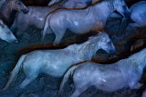 IMG_5686_Pascal_Lahure