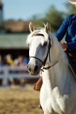 Equitation de Travail