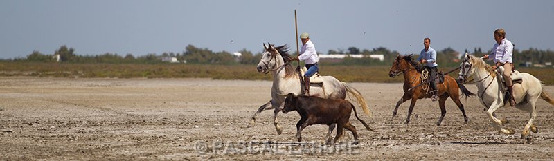IMG_8834_Pascal_Lahure.jpg