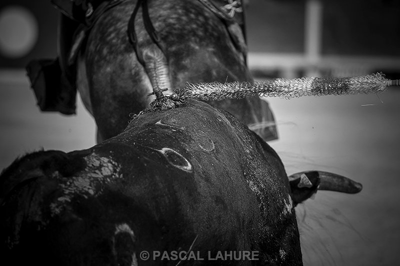 IMG_8916_Pascal_Lahure.jpg