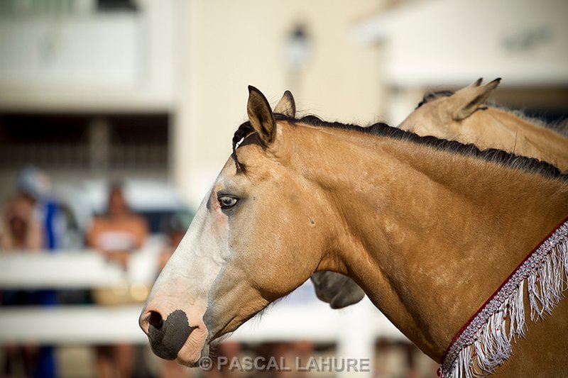 IMG_8068_Pascal_Lahure.jpg