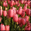 Photographies de champ de Tulipes