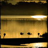 Lien vers la galerie des Flamants Rose