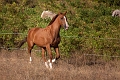 _42I7771_Pascal_Lahure