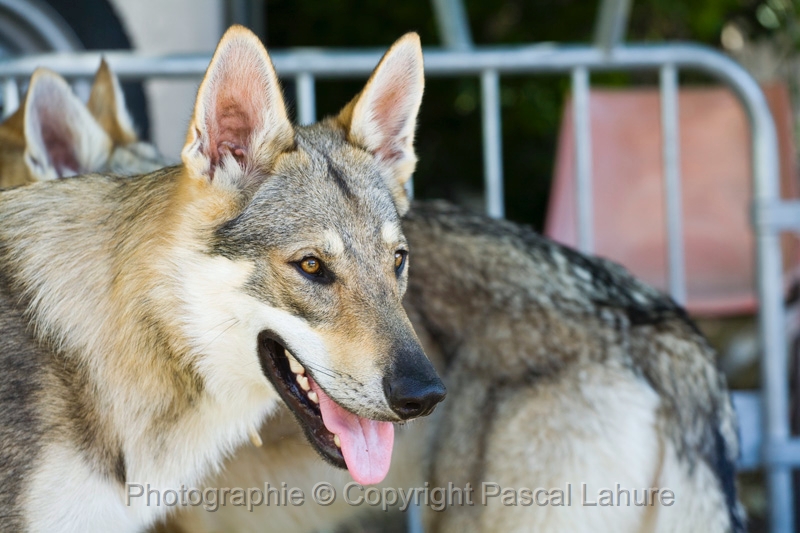 IMG_8937PL.JPG