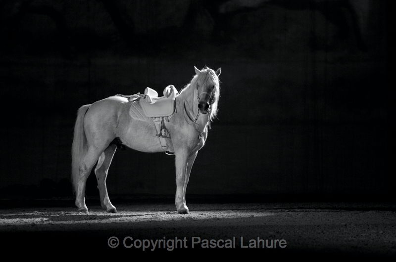 _F5Q2513_Pascal_Lahure_1.JPG