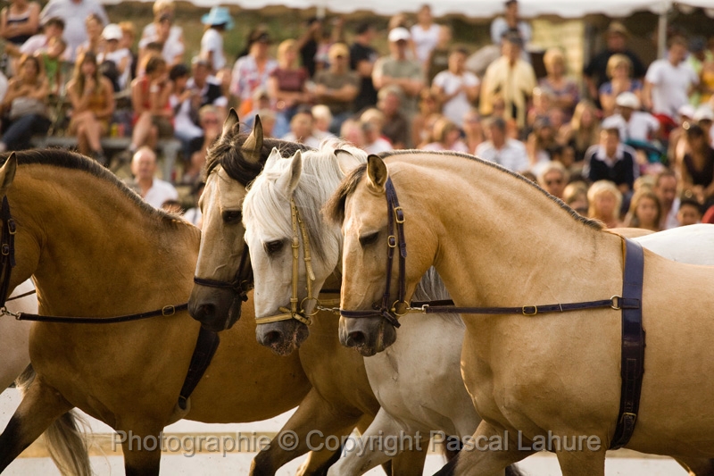 IMG_1964PL.JPG