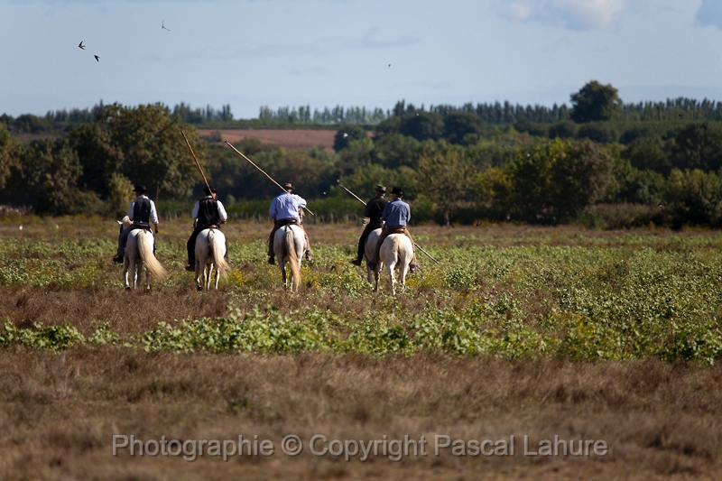 _MG_4365_Pascal_Lahure.JPG