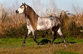 EJ9C0611_Pascal_Lahure