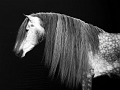 EJ9C1149_Pascal_Lahure
