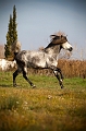EJ9C1272_Pascal_Lahure