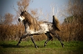 EJ9C1296_Pascal_Lahure