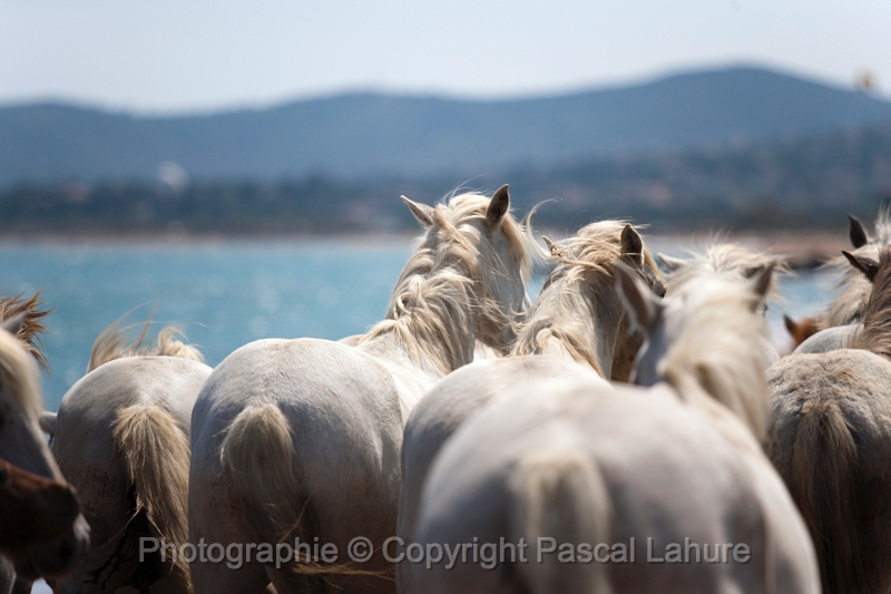 _F5Q6612_Pascal_Lahure.JPG