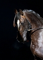 _42I1610_Pascal_Lahure
