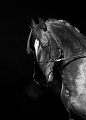 _42I1610_Pascal_Lahure_1