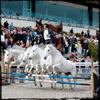 Hippodrome de Cagnes sur Mer - Mars 2013 - Photographies de Pascal LAHURE