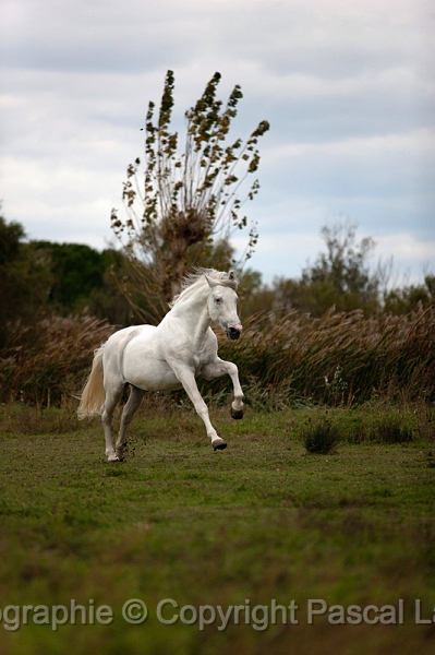 _42I0397_Pascal_Lahure.JPG
