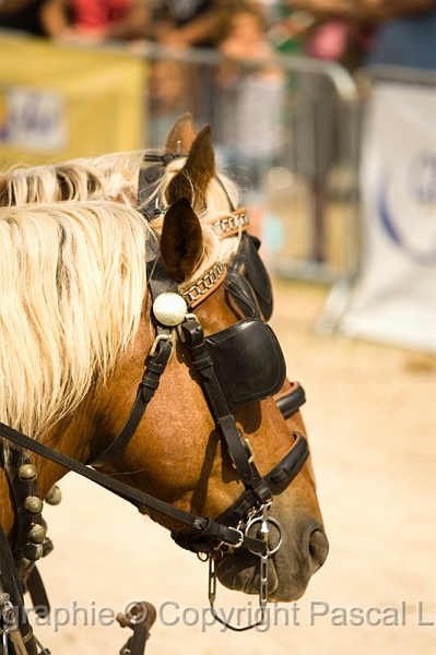 IMG_1424PL.JPG