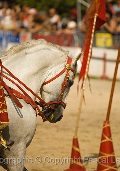 IMG_1542PL.JPG