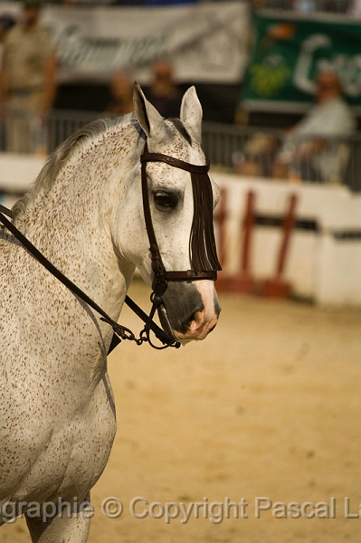 IMG_1682PL.JPG
