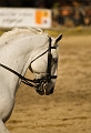 IMG_1734PL