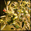 Domaine de l'Olivette