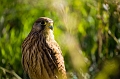 IMG_0083PLi