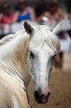 _42I8816_Pascal_Lahure