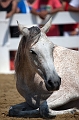 _42I8817_Pascal_Lahure
