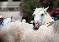 _42I9053_Pascal_Lahure