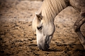 _42I2912_Pascal_Lahure