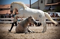 _42I3483_Pascal_Lahure