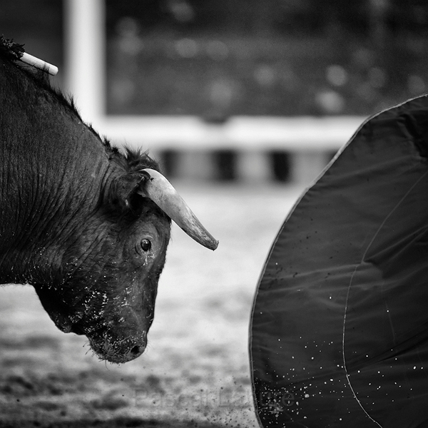 EJ9C6611_Pascal_Lahure copie.jpg